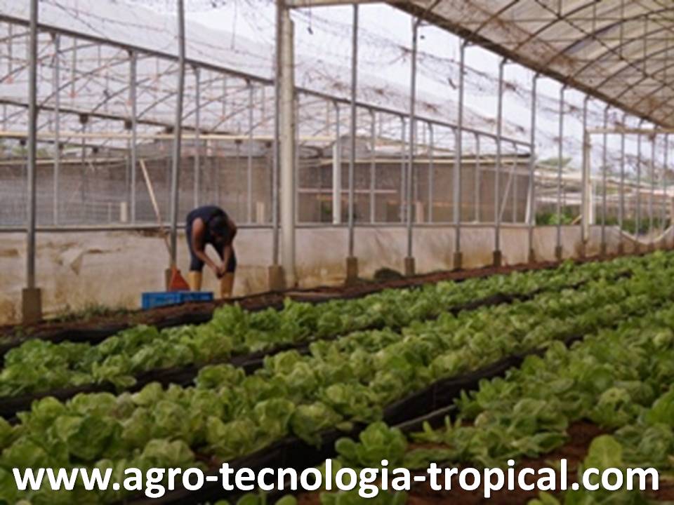 Lechugas se pueden cultivar dentro de invernaderos si no hay calor 